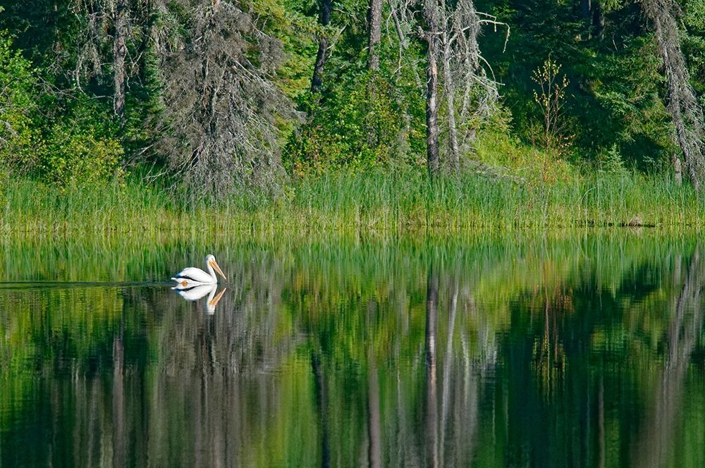 Canada-Manitoba-The Pas American white pelican on lake art print by Jaynes Gallery for $57.95 CAD